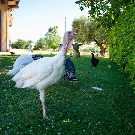 Agriturismo Il Sesto Senso Alloggio per agriturismo Ladispoli