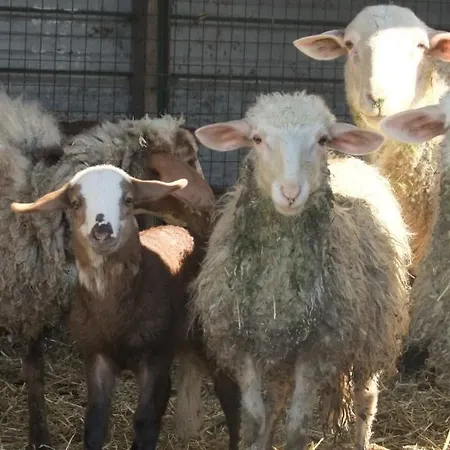 Agriturismo Il Sesto Senso 라디스폴리